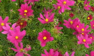 Bright pink cosmos flowers.