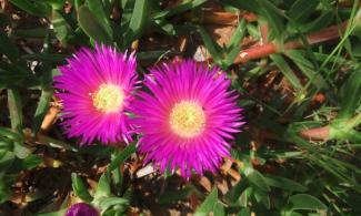 Bright pink ice plant flowers.