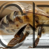Montgomery County Beekeepers' Logo